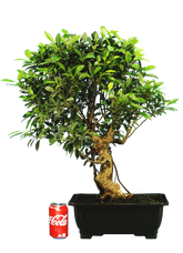 Ficus Retusa (Specimen) #120